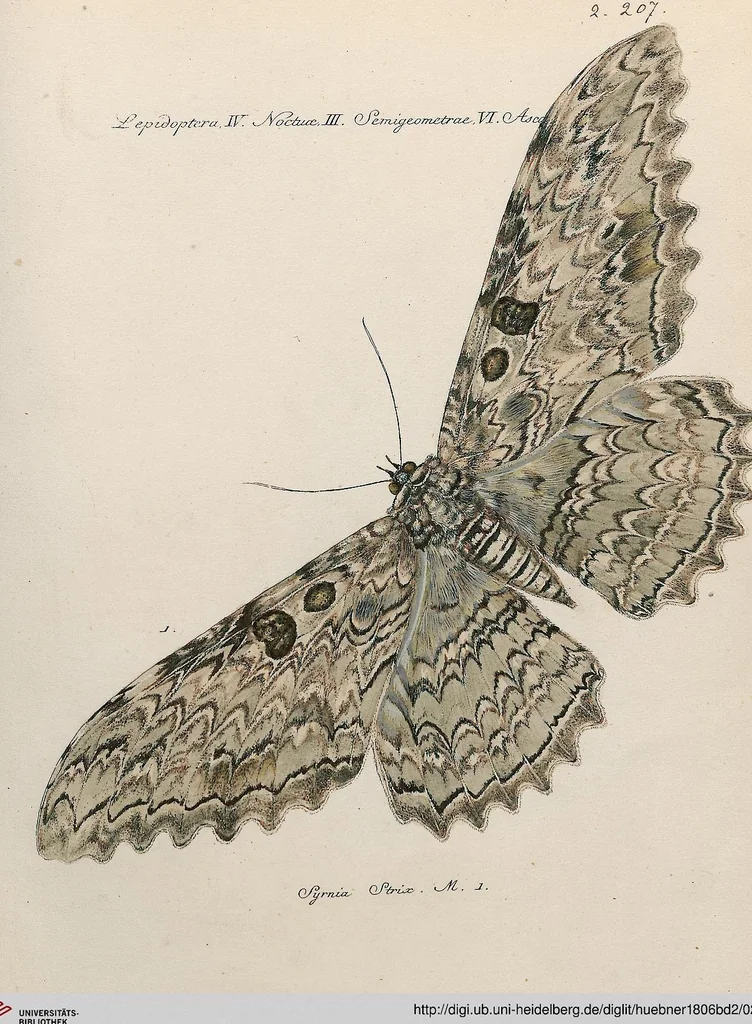 An illustration from (Band 2), 1806, leaf 215