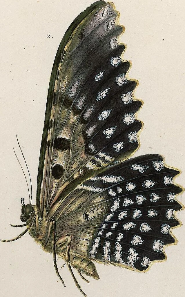 An illustration from (Band 2), 1806, leaf 216