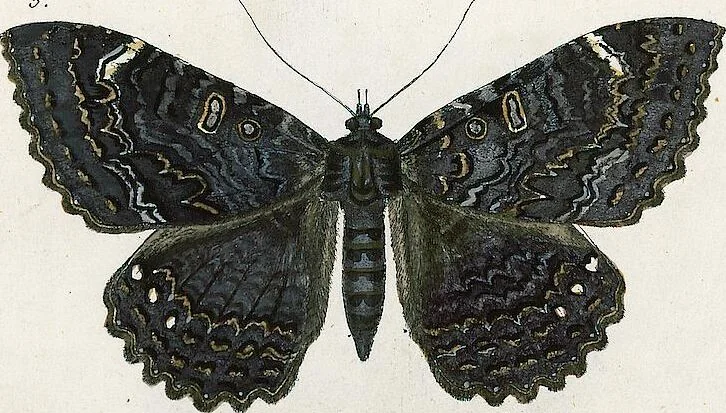An illustration from (Band 2), 1806, leaf 218