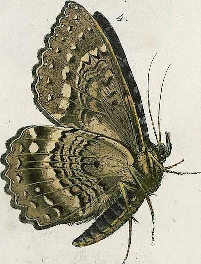 An illustration from (Band 2), 1806, leaf 218
