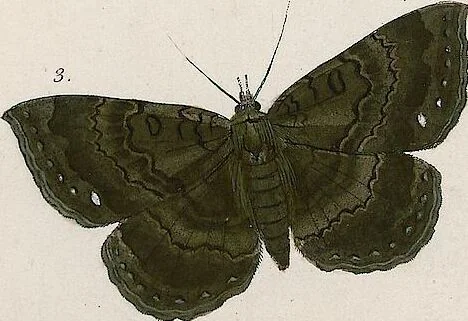 An illustration from (Band 2), 1806, leaf 219