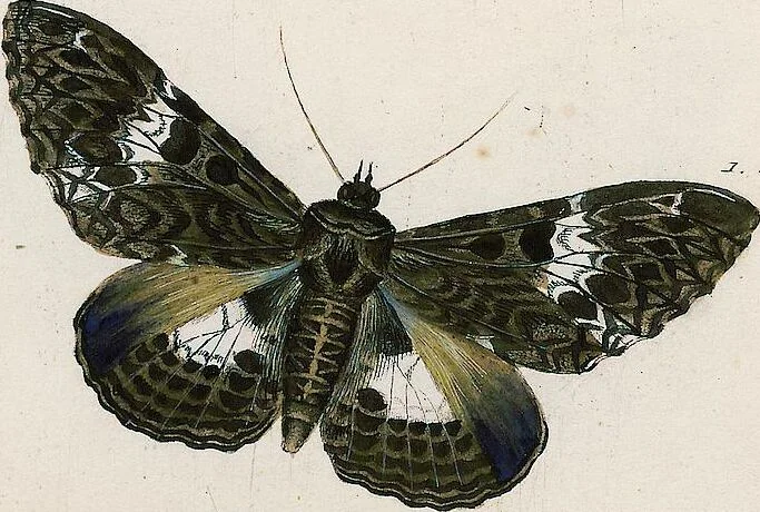 An illustration from (Band 2), 1806, leaf 220