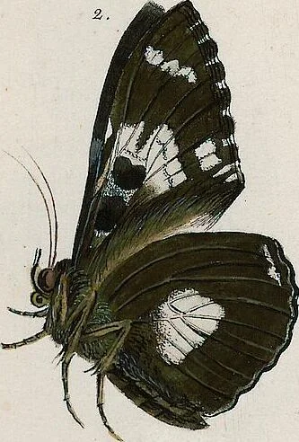 An illustration from (Band 2), 1806, leaf 220