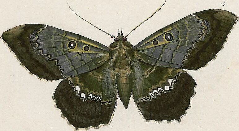 An illustration from (Band 2), 1806, leaf 221
