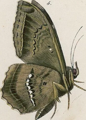 An illustration from (Band 2), 1806, leaf 221