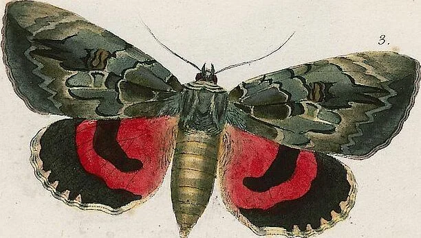 An illustration from (Band 2), 1806, leaf 222