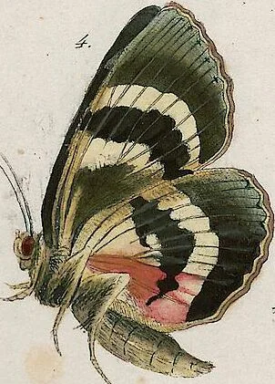 An illustration from (Band 2), 1806, leaf 222
