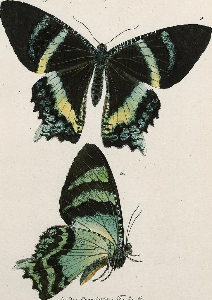 An illustration from (Band 2), 1806, leaf 226