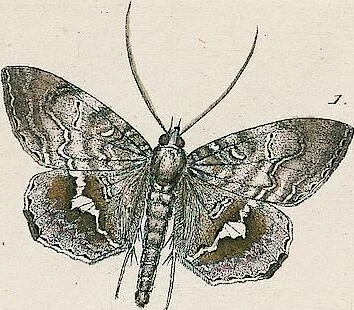 An illustration from (Band 2), 1806, leaf 232