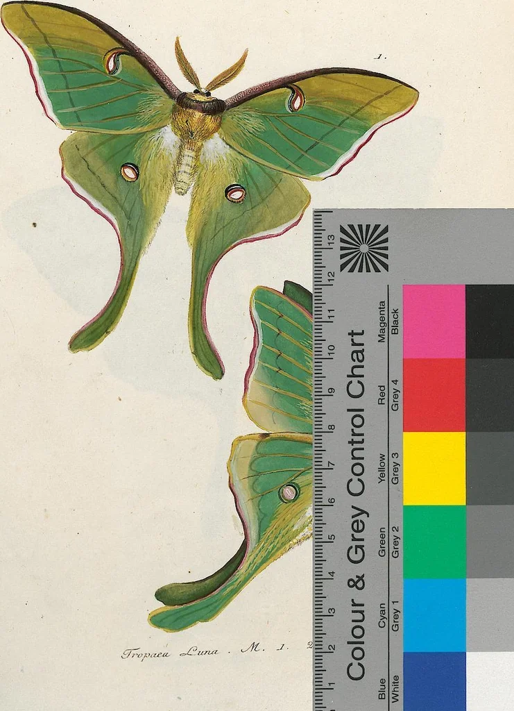 An illustration from (Band 2), 1806, leaf 238
