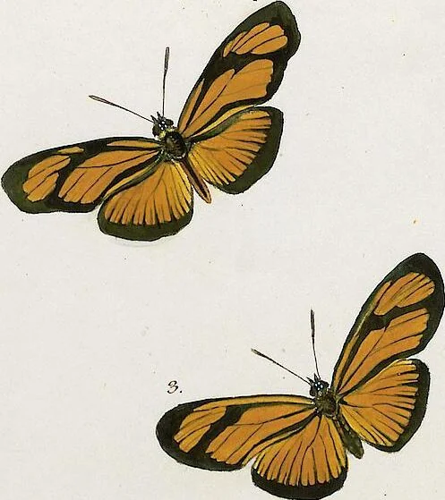 An illustration from (Band 2), 1806, leaf 29