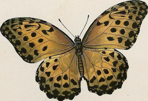 An illustration from (Band 2), 1806, leaf 30