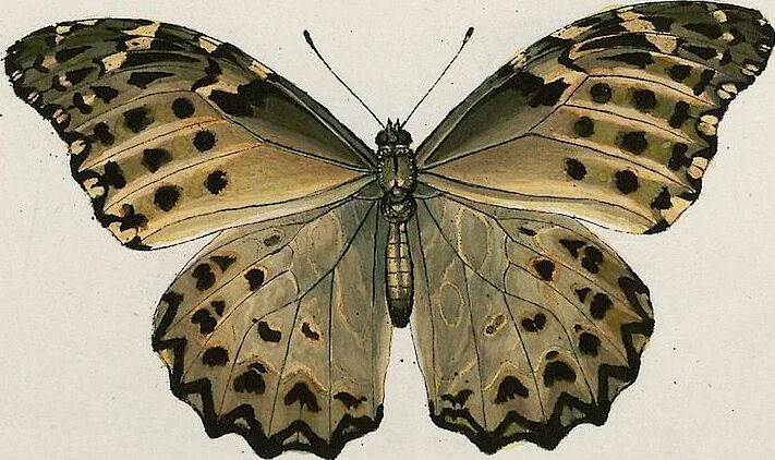 An illustration from (Band 2), 1806, leaf 31