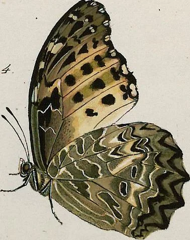An illustration from (Band 2), 1806, leaf 31