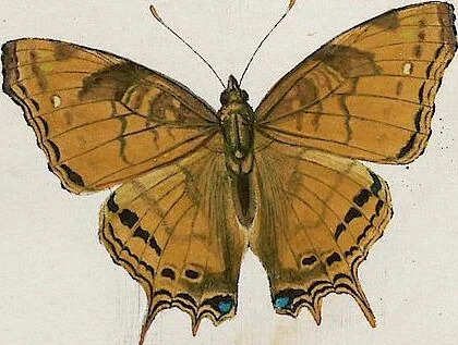 An illustration from (Band 2), 1806, leaf 35