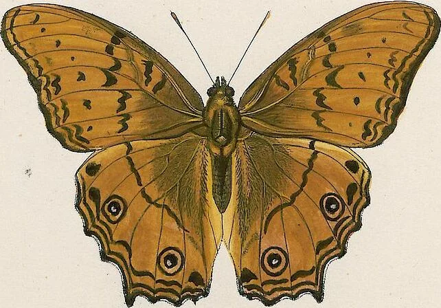 An illustration from (Band 2), 1806, leaf 36