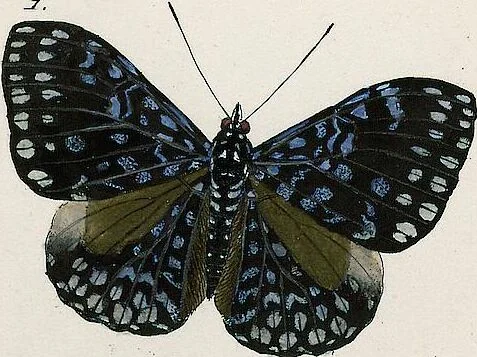 An illustration from (Band 2), 1806, leaf 47