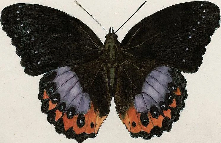 An illustration from (Band 2), 1806, leaf 55