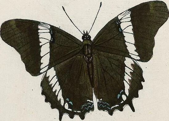 An illustration from (Band 2), 1806, leaf 56