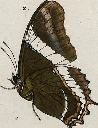 An illustration from (Band 2), 1806, leaf 56