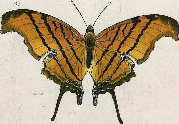 An illustration from (Band 2), 1806, leaf 57