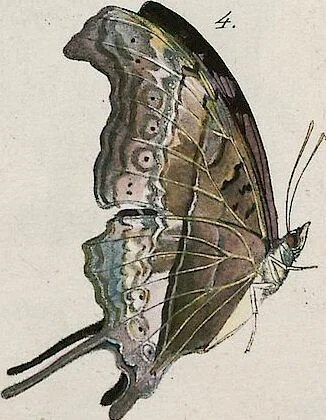 An illustration from (Band 2), 1806, leaf 57