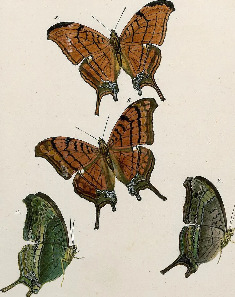 An illustration from (Band 2), 1806, leaf 58