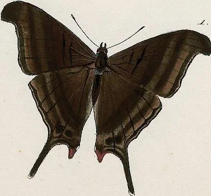 An illustration from (Band 2), 1806, leaf 59