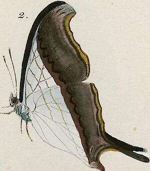 An illustration from (Band 2), 1806, leaf 59