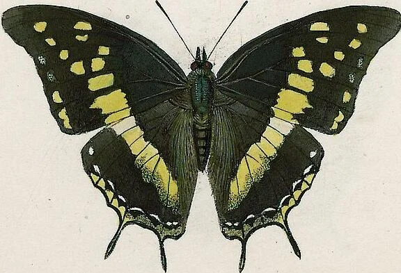 An illustration from (Band 2), 1806, leaf 60