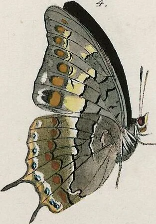 An illustration from (Band 2), 1806, leaf 60