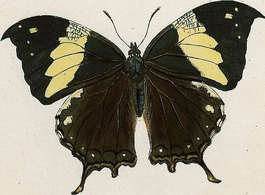 An illustration from (Band 2), 1806, leaf 61