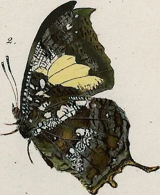 An illustration from (Band 2), 1806, leaf 61