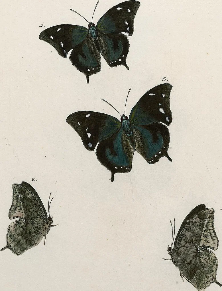 An illustration from (Band 2), 1806, leaf 63