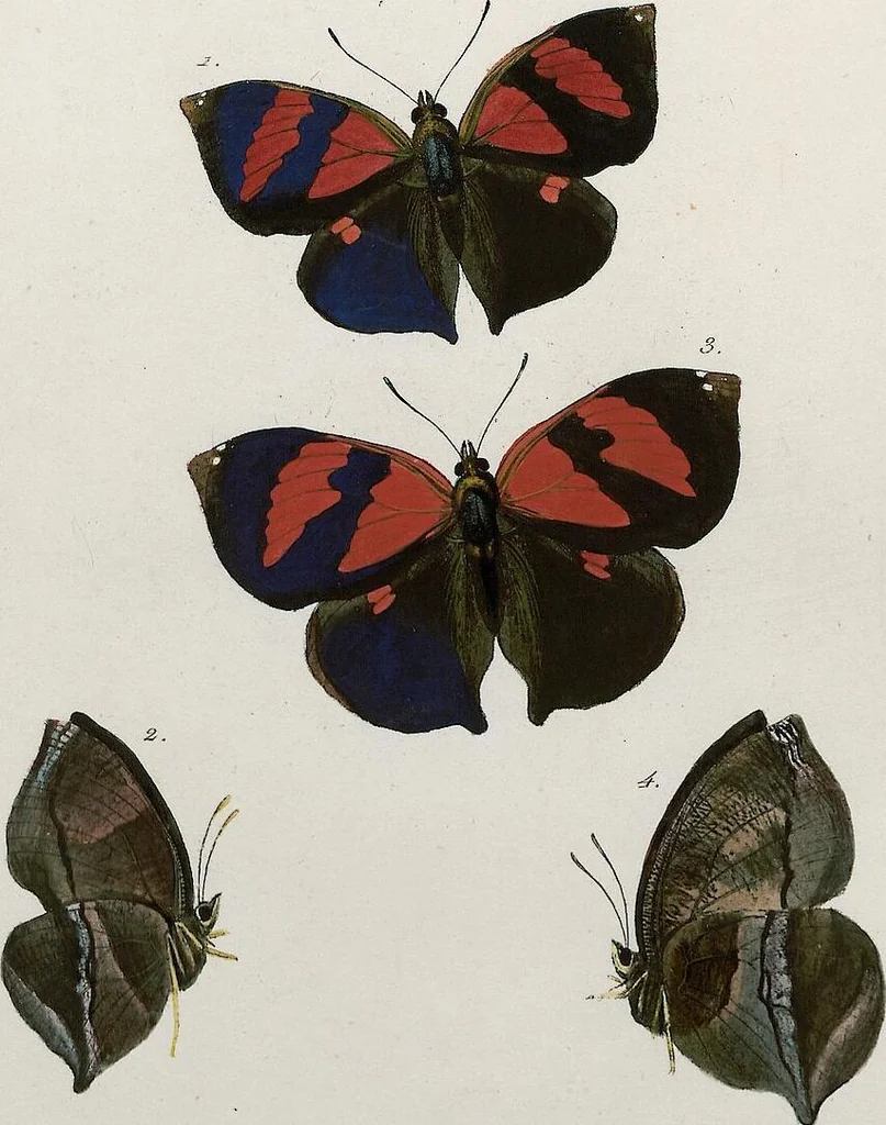 An illustration from (Band 2), 1806, leaf 64