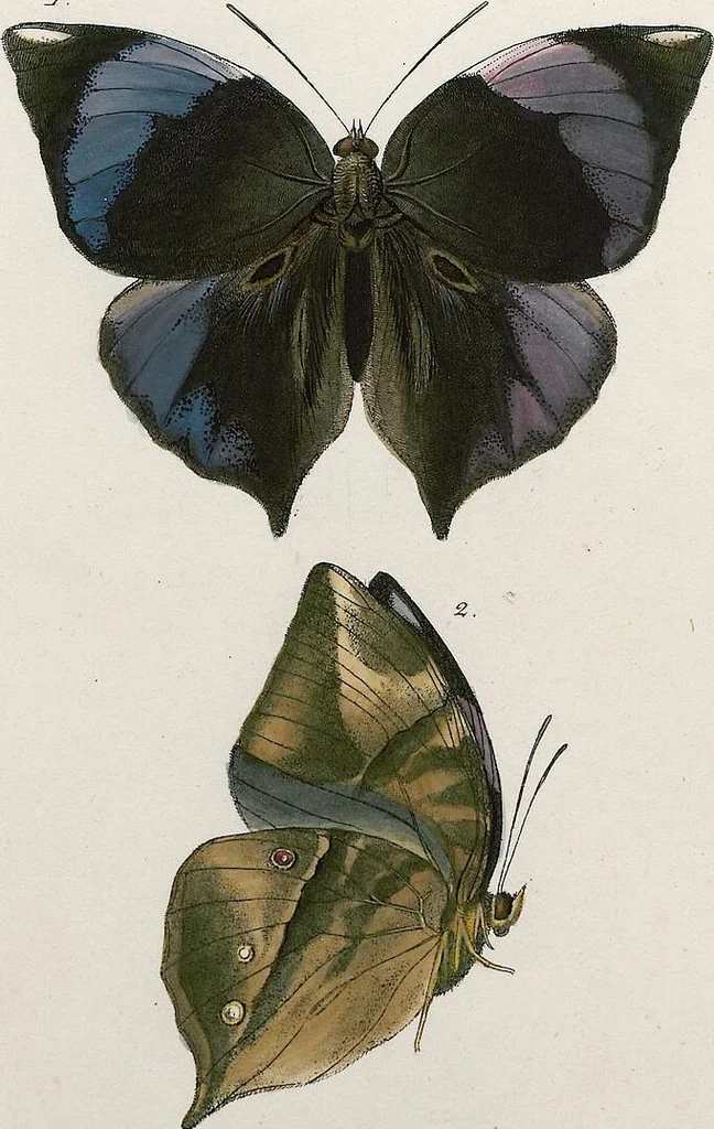 An illustration from (Band 2), 1806, leaf 65