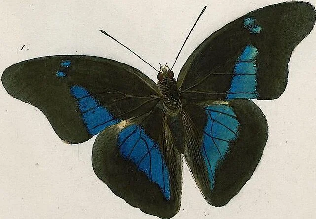 An illustration from (Band 2), 1806, leaf 66