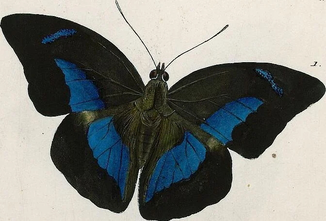 An illustration from (Band 2), 1806, leaf 67