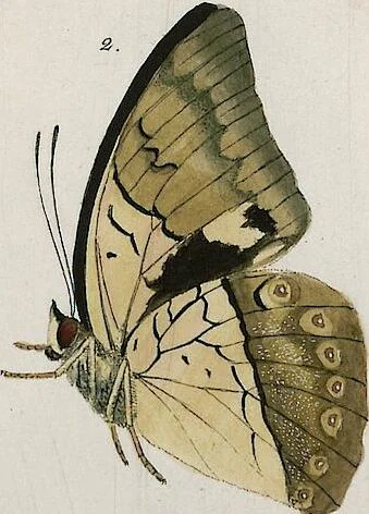 An illustration from (Band 2), 1806, leaf 67