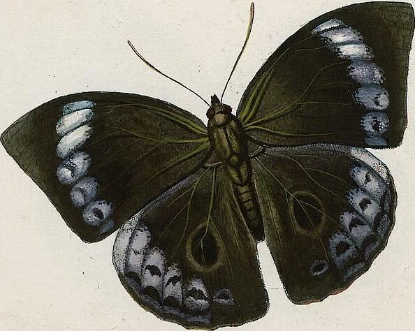 An illustration from (Band 2), 1806, leaf 68