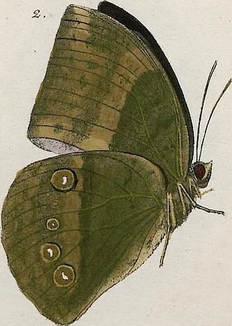 An illustration from (Band 2), 1806, leaf 68