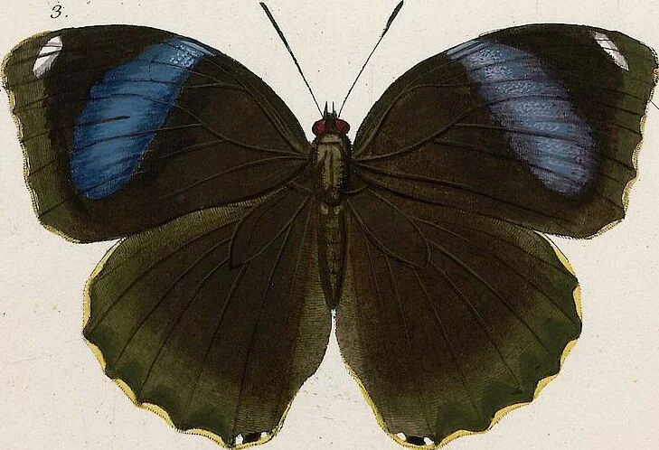 An illustration from (Band 2), 1806, leaf 69