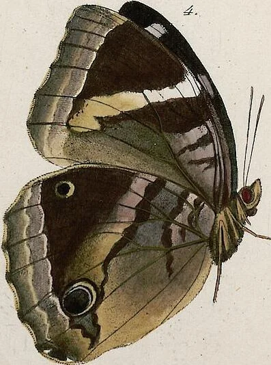 An illustration from (Band 2), 1806, leaf 69