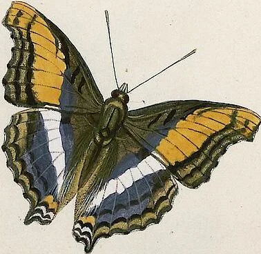 An illustration from (Band 2), 1806, leaf 71