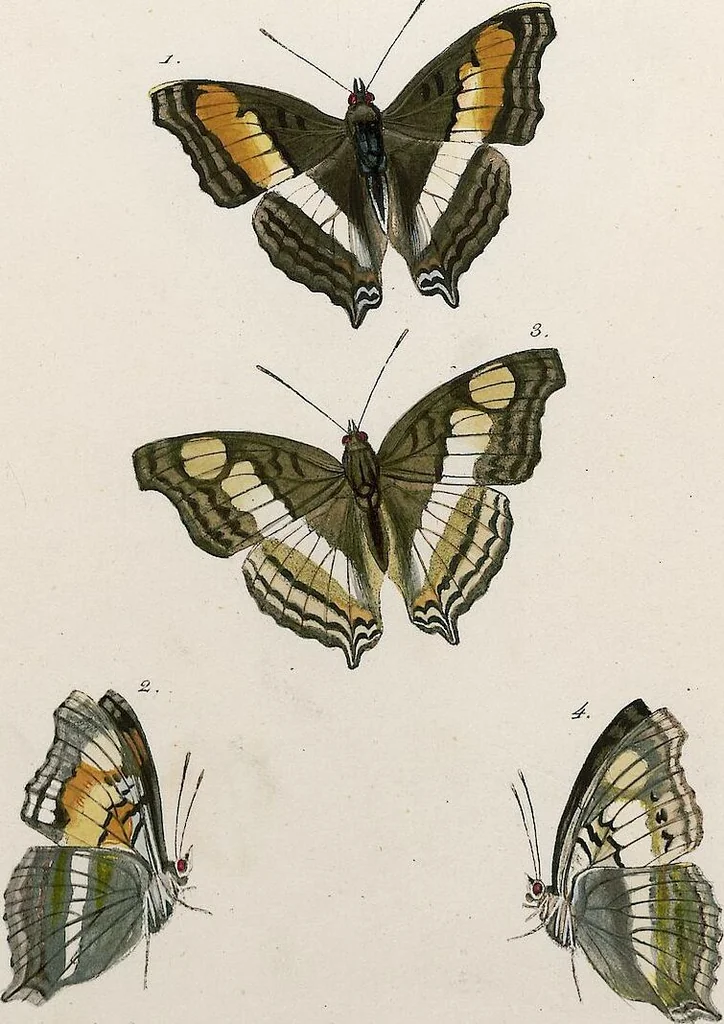 An illustration from (Band 2), 1806, leaf 72