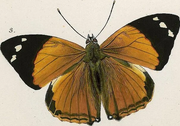 An illustration from (Band 2), 1806, leaf 73