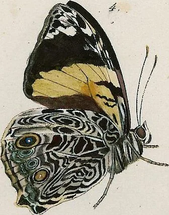 An illustration from (Band 2), 1806, leaf 73