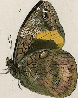 An illustration from (Band 2), 1806, leaf 74