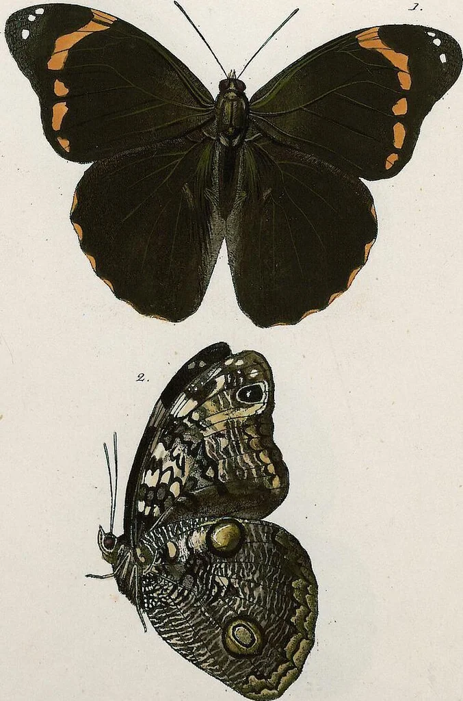 An illustration from (Band 2), 1806, leaf 75