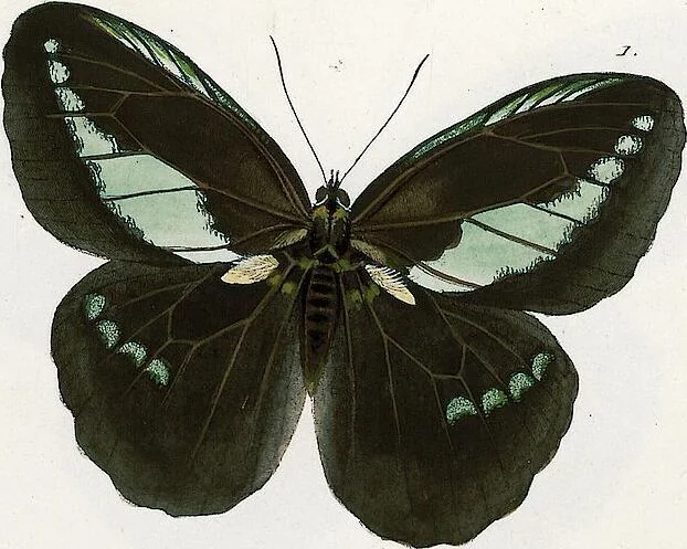 An illustration from (Band 2), 1806, leaf 76
